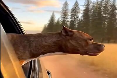  معماری طبیعت؛ سگ جوگیر شد تو ماشین بود بیرون شیر دید خودشو پرت کرد بره بجنگه ولی...