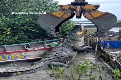  معماری طبیعت؛ کروکودیل رو بردن قایق سواری صدا اژدهای دو سر میده
