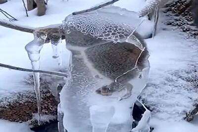  معماری طبیعت؛ سنجاب تو برف قندیل بسته با چکش یخشو میشکونن میزنه به چاک