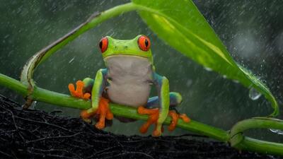  پژوهشگران ژاپن تاریخچه جوی بارش و بخار آب را بازسازی کردند