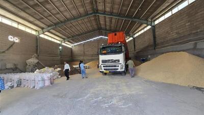  خرید ۱۵۱ میلیارد تومان نهاده دام و طیور در کردستان