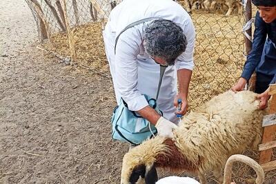  واکسیناسیون دام و طیور در روستاهای صفر مرزی جوانرود اجرا شد