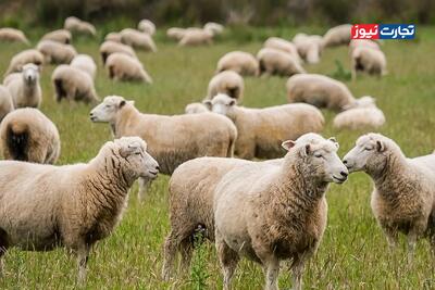  قیمت دام زنده امروز ۳۰ بهمن 1404 + جدول