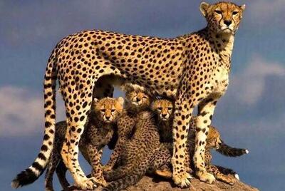  «فراز» دوباره به زیست‌بوم توران بازگشت