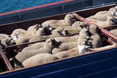  قیمت جدید دام‌زنده امروز شنبه ۲ اسفند ۱۴۰۴/ قیمت گوسفند و گوساله چه تغییری کرد؟