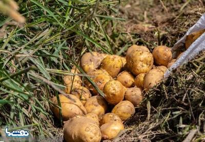  ورود سیب زمینی و پیاز به کالابرگ از ۱۵ اسفند | نفت ما