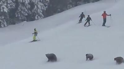  لحظات حمله یک خانواده خرس به اسکی‌بازان