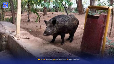  گرازها مهمان ناخواسته بیمارستان