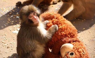  چرا تمام دنیا درباره این بچه میمون صحبت می‌کنند؟/ حالا او دارد جای خود را بین میمون‌ها پیدا می‌کند!