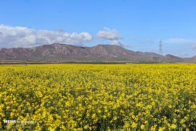  تحقق ۹۰ درصدی تولید محصولات زراعی همدان به دلیل کاهش بارندگی