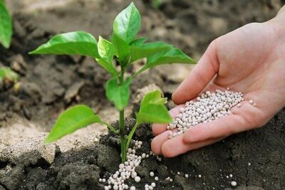  مصرف کود‌های پایه در غلات کشت پاییزه استان خراسان رضوی ۱۵/۶ درصد افزایش یافت