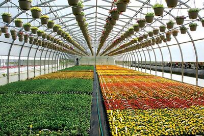  فعالیت ۳۹۲ هکتار گلخانه در ورامین