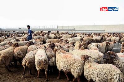  گرمای هوا روند شیوع بیماری‌های دامی را کاهش داد / قاچاق دام نزدیک به صفر است
