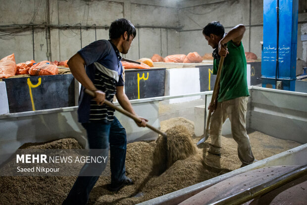 خیز مزارع مازندران به سمت تولید؛ شالیزار در مسیر جهش تولید