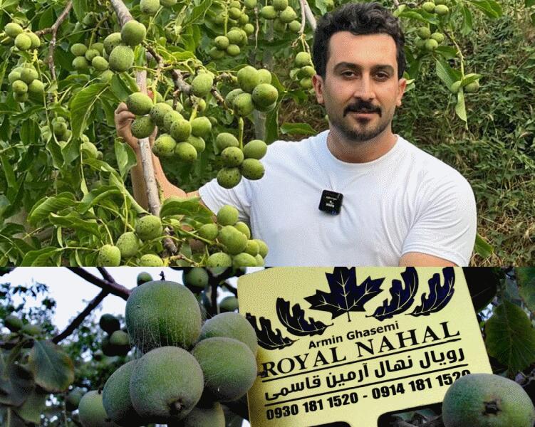 خرید نهال‌ از رویال