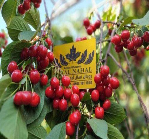 خرید نهال‌ از رویال