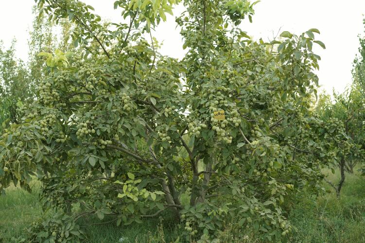 انتخاب نهال گردو