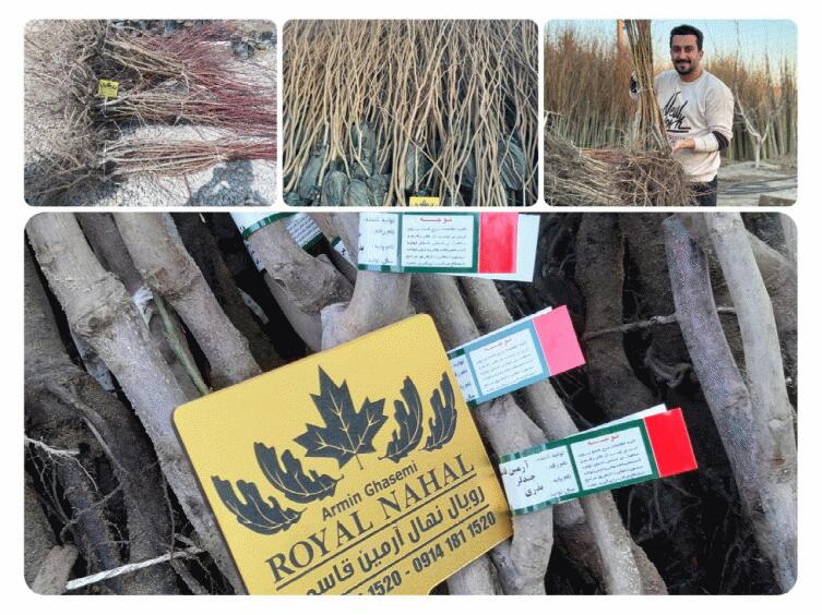 انتخاب نهال گردو