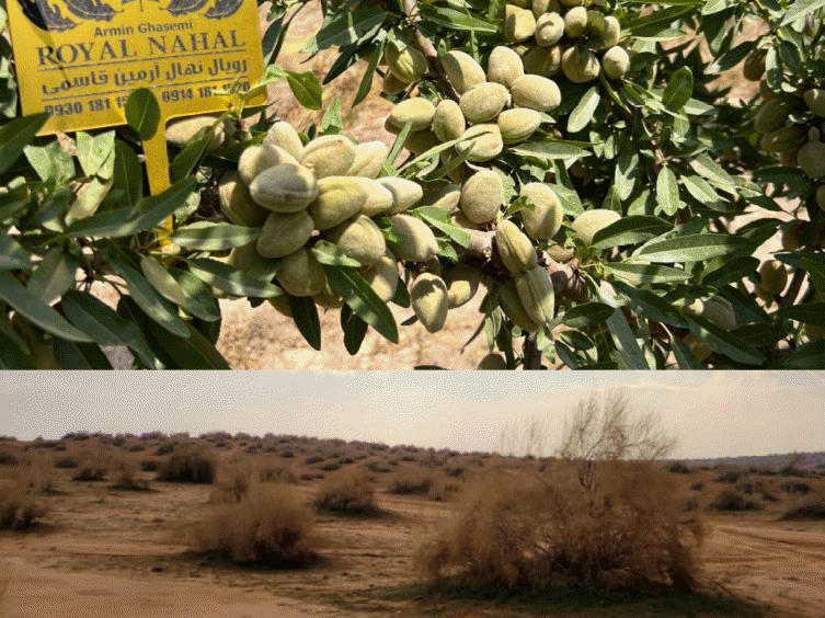 طلای خشک: درآمد میلیاردی از نهال بادام در اقلیم های خشک و کم آب